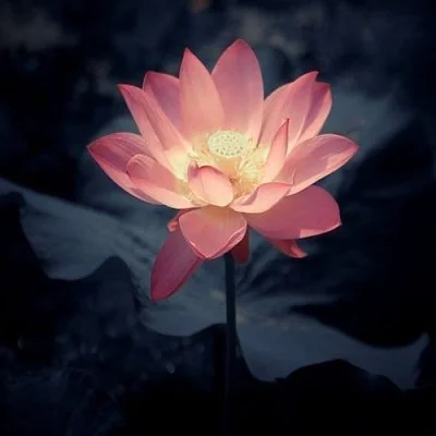 Beautiful Aesthetic Dp