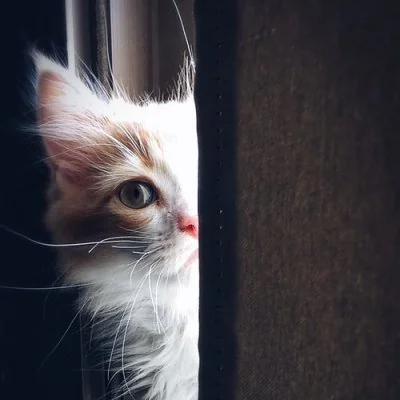 Cute Cat Profile Picture