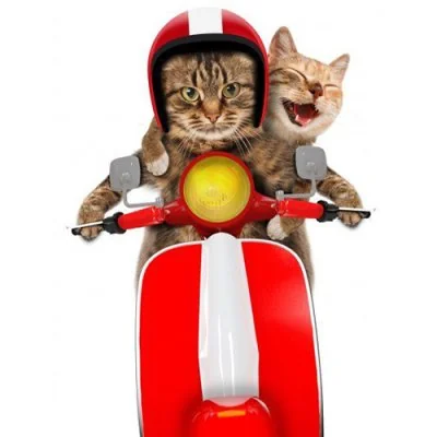 Two Cats Riding Scooter Funny Dp