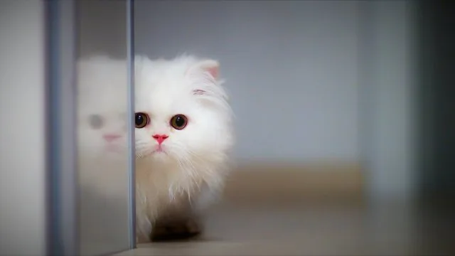 Cute Aesthetic Wallpaper
