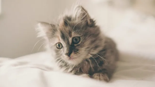 Fluffy Grey Kitten Resting Cute Wallpaper