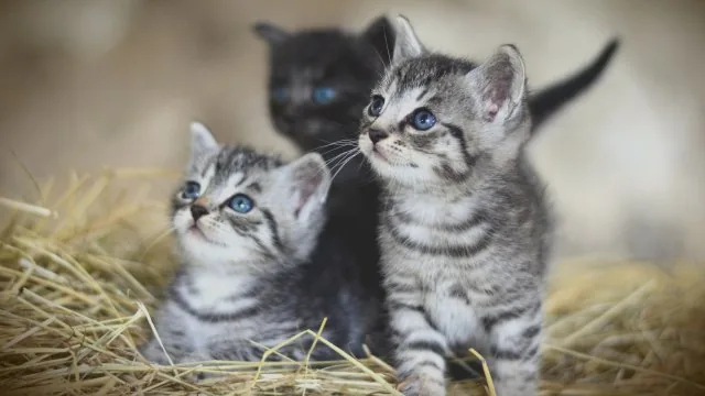 Tabby Kittens On Hay Cute Wallpaper