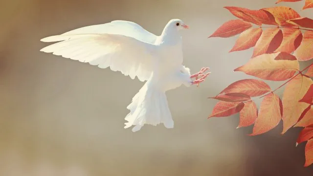 White Dove Autumn Leaves Cute Wallpaper