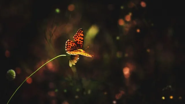 Flower Nature Wallpaper