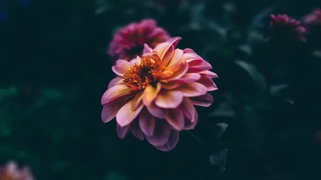 Flower Nature Wallpaper