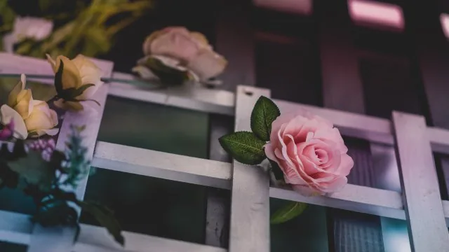 Flower Nature Wallpaper