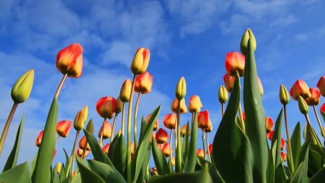 Flower Nature Wallpaper