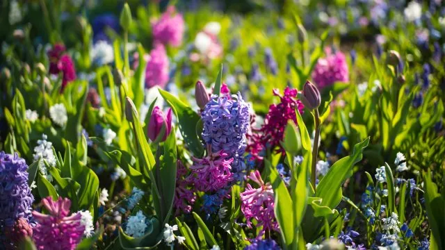 Flower Nature Wallpaper