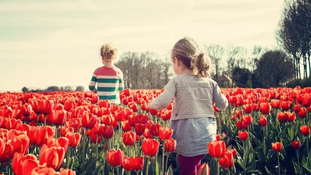 Flower Nature Wallpaper