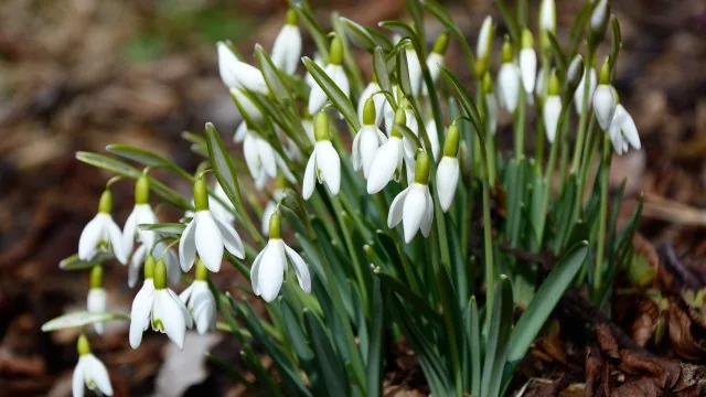 Flower Nature Wallpaper