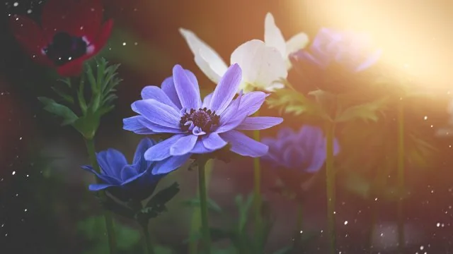 Flower Nature Wallpaper