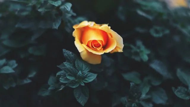 Flowers Nature Wallpaper