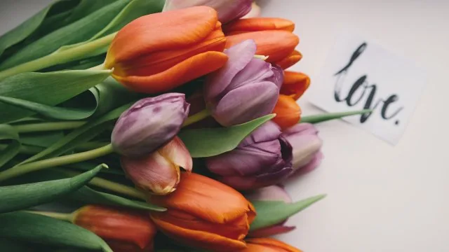 Flowers Nature Wallpaper