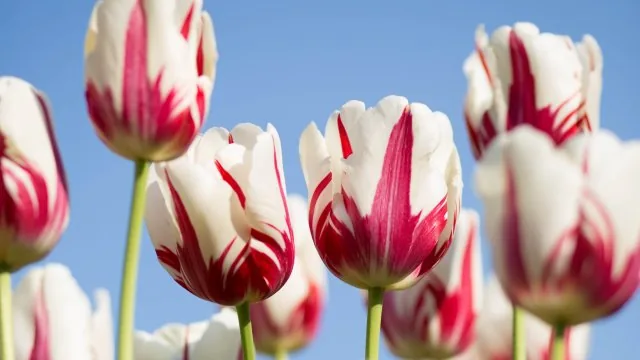 Flowers Nature Wallpaper