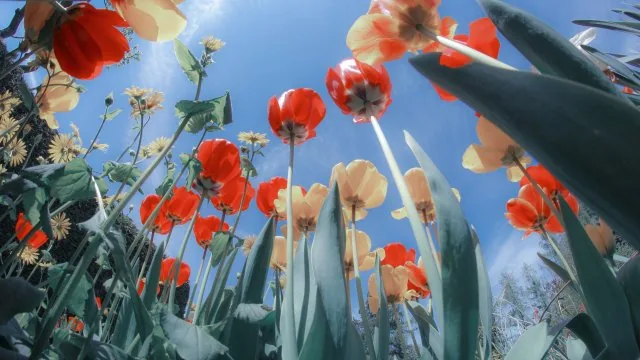 Flowers Nature Wallpaper