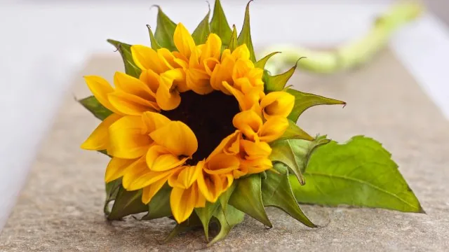 Flowers Nature Wallpaper