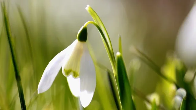 Flowers Nature Wallpaper
