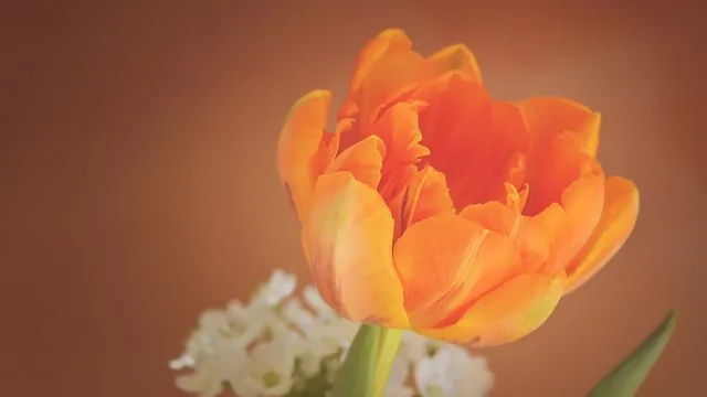 Flowers Nature Wallpaper