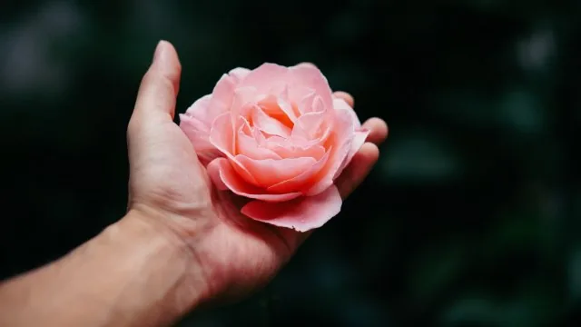 Flowers Nature Wallpaper