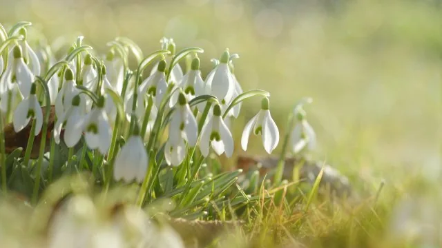 Flowers Nature Wallpaper