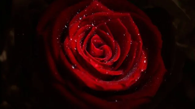 Flowers Nature Wallpaper