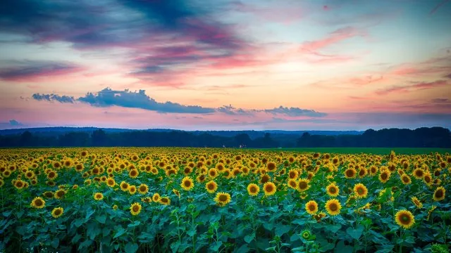 Flowers Nature Wallpaper