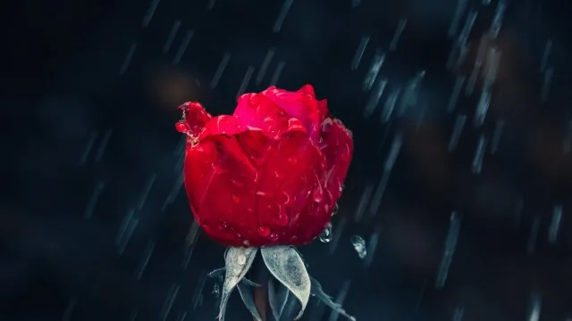 Flowers Nature Wallpaper