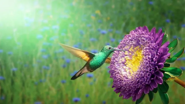Flowers Nature Wallpaper