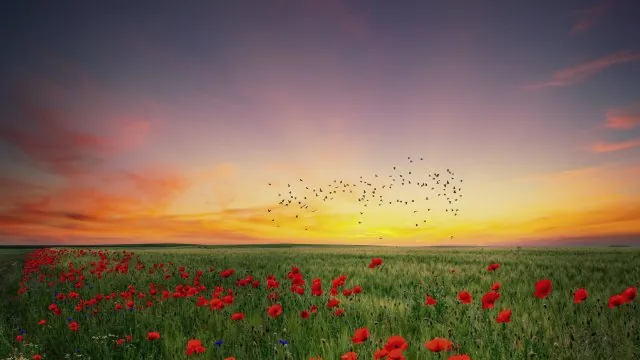 Flowers Nature Wallpaper