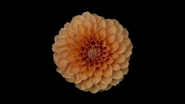Flowers Nature Wallpaper