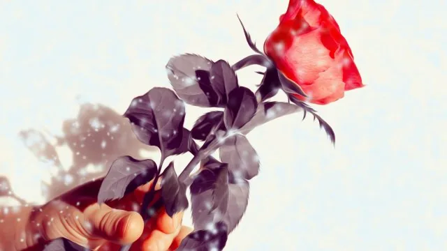 Flowers Nature Wallpaper