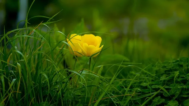 Flowers Nature Wallpaper