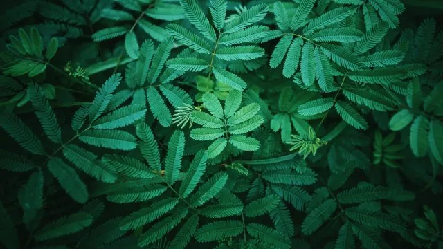 Leafs Nature Wallpaper