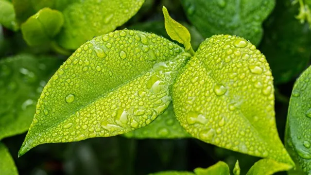 Leafs Nature Wallpaper