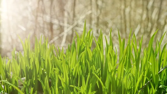 Leafs Nature Wallpaper