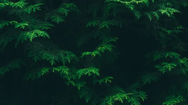Leafs Nature Wallpaper