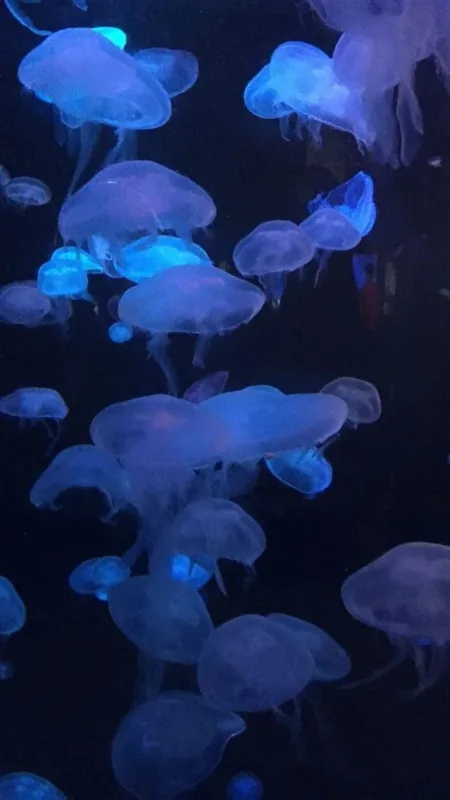 Aesthetic Bule Jellyfish Phone Wallpaper