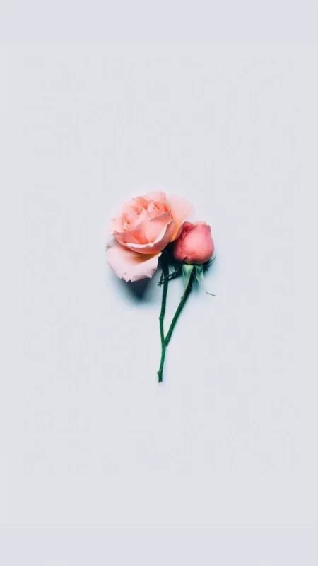 Aesthetic Flower Phone Wallpaper