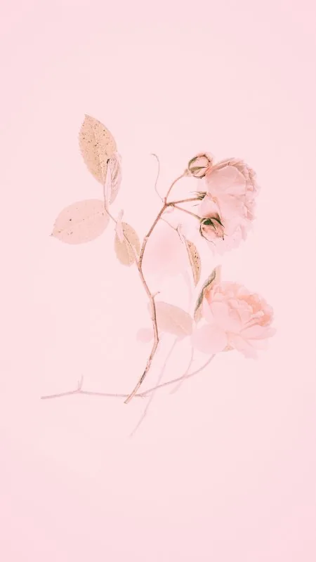 Pink Flower HD Aesthetic Wallpaper