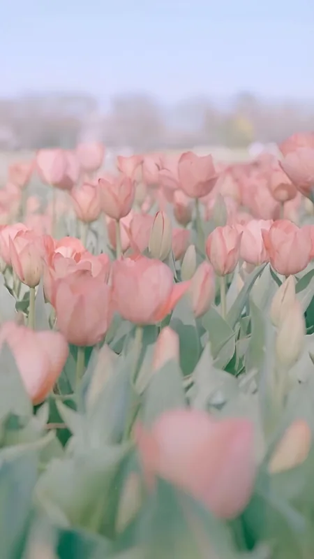Flowers Aesthetic Pink Wallpaper