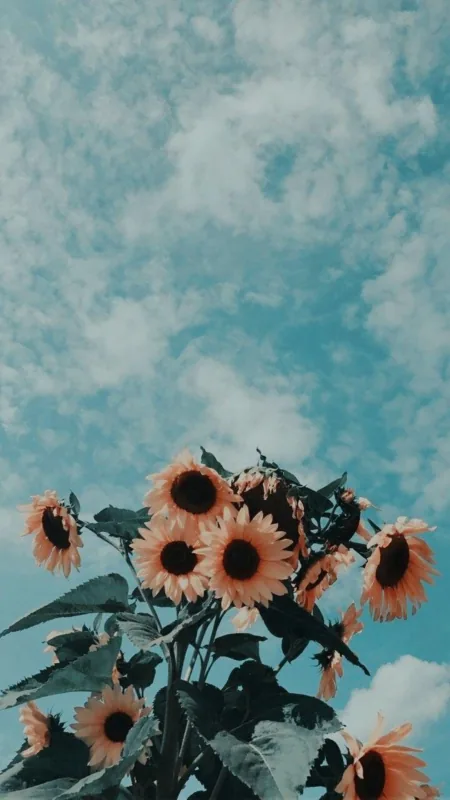 Flowers Aesthetic Sunflower Wallpaper