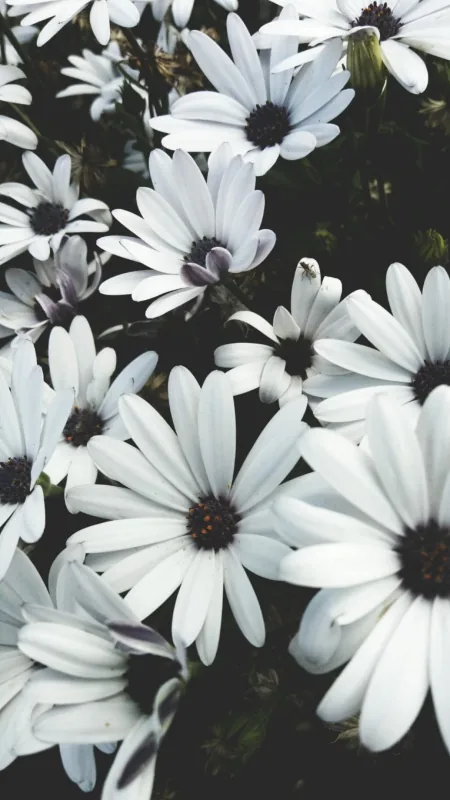 White Aesthetic Flower Phone Wallpaper