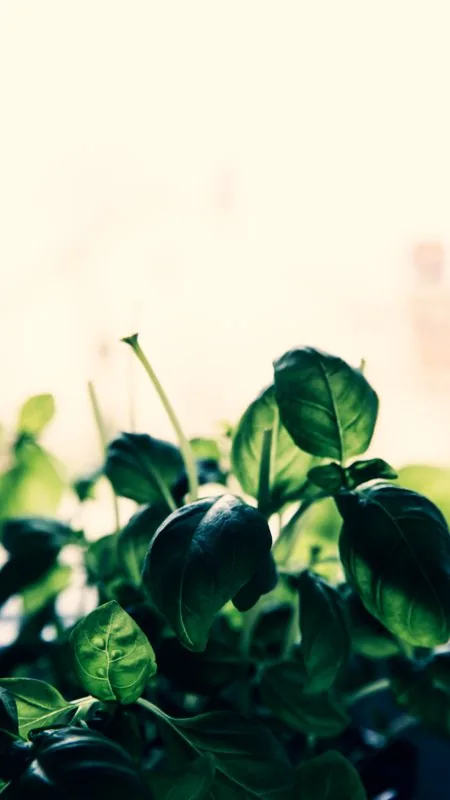 Backlit Basil Plant Black Wallpaper
