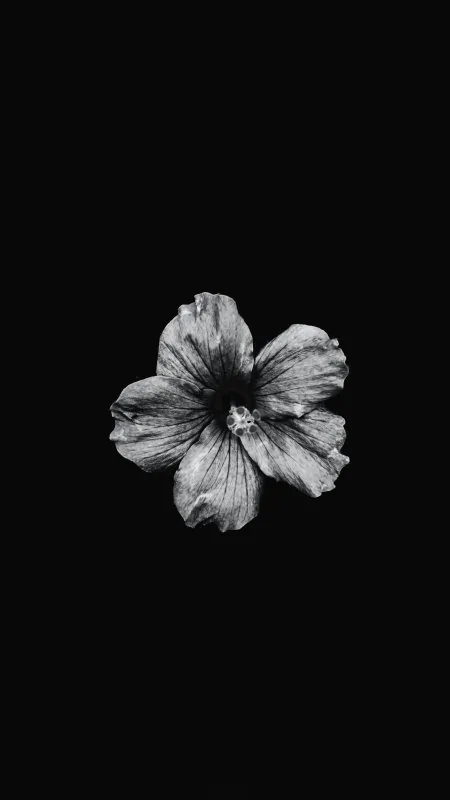 Black Dark Flower Wallpaper
