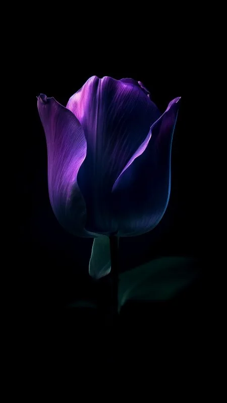 Dark Purple Tulip Flower HD Black Wallpaper