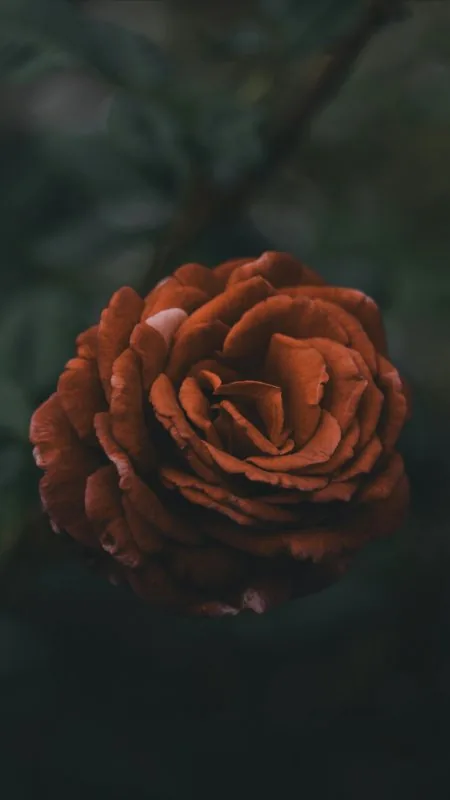 Dark Rose HD Black Wallpaper