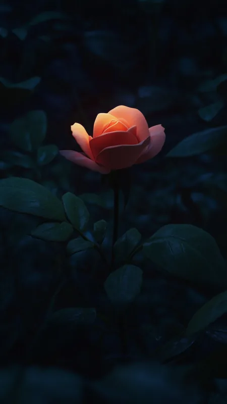 Dark Rose Black Wallpaper