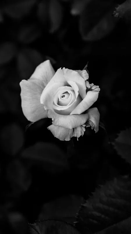 Dark White Rose Black Wallpaper