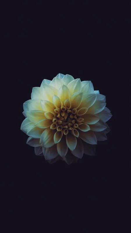 Flower Mobile Black Wallpaper
