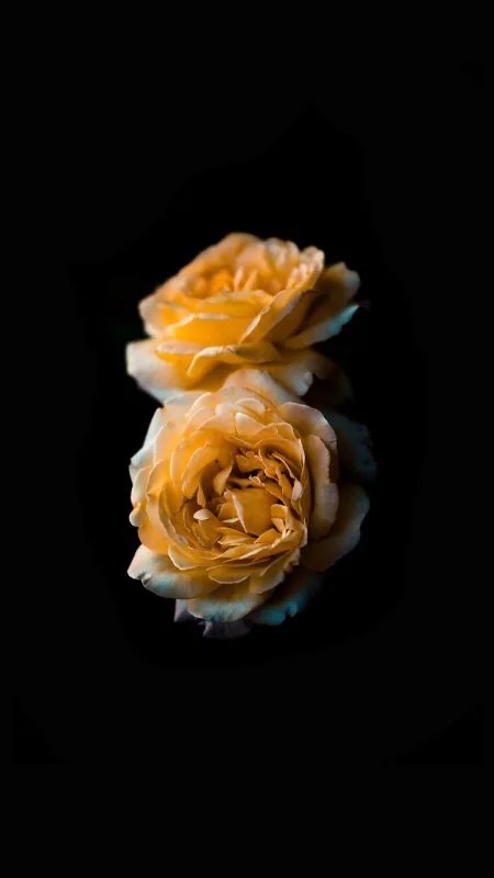 Black Flower Mobile Wallpaper